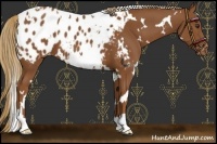 Horse Color:White Spotted Chestnut Blanket 