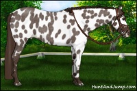 Horse Color:Liver Red Roan Near Leopard 
