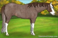 Horse Color:Liver Red Roan Splash 