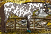 Horse Color:Liver Red Roan Appaloosa 