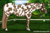 Horse Color:Chocolate Palomino Near Leopard 