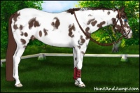 Horse Color:Liver Chestnut Tobiano Frame Appaloosa 