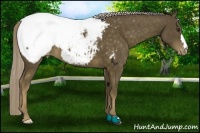 Horse Color:Chocolate Palomino Appaloosa 