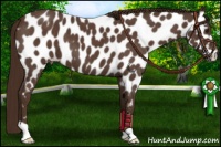 Horse Color:Liver Red Roan Near Leopard 