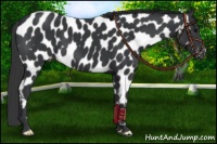 Horse Color:Black Appaloosa