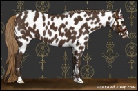 Horse Color:Liver Chestnut Leopard 
