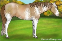 Horse Color:White Spotted Liver Chestnut Pearl Sabino Splash Rabicano