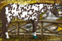 Horse Color:Liver Chestnut Near Leopard 