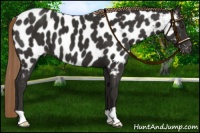 Horse Color:Liver Chestnut Near Leopard 
