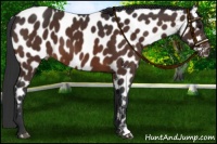 Horse Color:Bay Near Leopard 