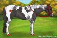Horse Color:Smoky Black Tobiano 