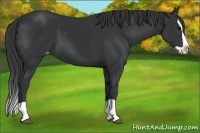 Horse Color:Black Splash Appaloosa 