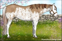 Horse Color:Red Dun Splash and Red Dun Splash