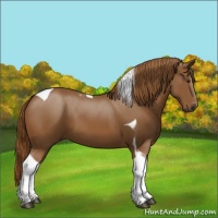 Horse Color:Chestnut Sabino Tobiano
