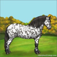 Horse Color:Grullo Near Leopard