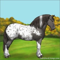 Horse Color:Grullo Tobiano Blanket 