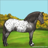 Horse Color:Grullo Blanket 