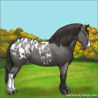 Horse Color:Grullo Blanket 