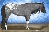 Horse Color:Blue Roan Appaloosa 