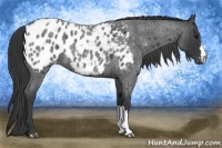 Horse Color:Blue Roan Appaloosa 