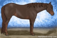 Horse Color:Liver Chestnut 