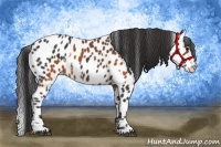 Horse Color:Brown Appaloosa and Brown Appaloosa