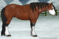 Horse Color:Gray Bay Sabino 