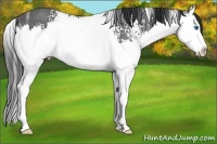 Horse Color:White Spotted Black Ice Splash