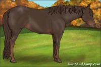Horse Color:Liver Chestnut 
