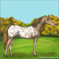 Horse Color:Chestnut Near Leopard 