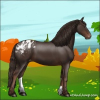 Horse Color:Liver Chestnut Appaloosa 
