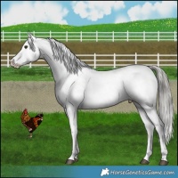 Horse Color:Liver Red Dun Mushroom Snowcap 