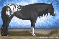Horse Color:Blue Roan Appaloosa