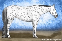 Horse Color:Blue Roan Appaloosa 