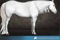 Horse Color:Liver Chestnut Pearl Appaloosa 