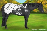 Horse Color:Black Appaloosa