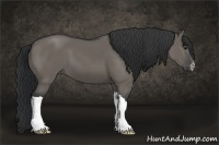 Horse Color:Grullo 