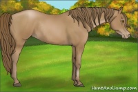 Horse Color:Black Pearl Rabicano 