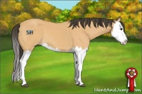 Horse Color:Buckskin Splash