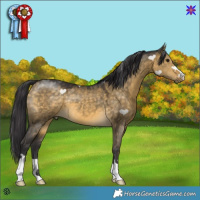 Horse Color:Buckskin Dun