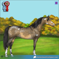 Horse Color:Buckskin Dun 