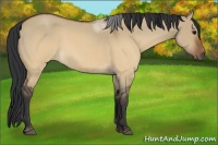 Horse Color:Brown Roan Dun 