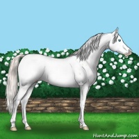 Horse Color:Chocolate Palomino Pearl Sabino Appaloosa Rabicano  and Chocolate Palomino Pearl Dun Sabino Appaloosa Rabicano 