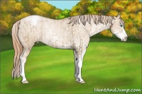 Horse Color:Chocolate Palomino Pearl Sabino Varnish Rabicano  and Buckskin Pearl Sabino Varnish Rabicano 