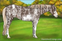 Horse Color:Chocolate Palomino Pearl Sabino Appaloosa Rabicano and Liver Chestnut Sabino Appaloosa Rabicano