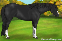 Horse Color:Gray Black