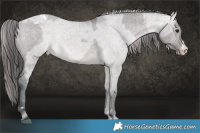 Horse Color:Platinum Brown Dun Appaloosa Brindle  and Platinum Brown Dun Appaloosa Brindle 