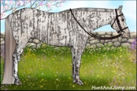Horse Color:Grullo Appaloosa Brindle and Liver Red Dun Appaloosa Brindle