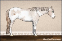 Horse Color:Chocolate Palomino Pearl Sabino Appaloosa Rabicano  and Liver Chestnut Pearl Sabino Appaloosa Rabicano 