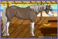 Horse Color:Silver Black Splash 